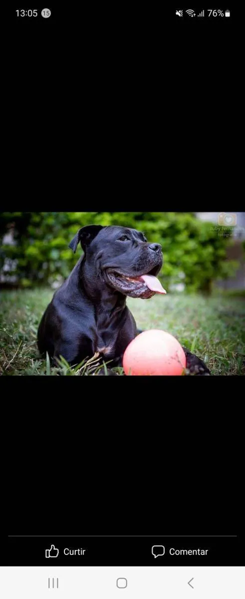 Cachorro ra a Cane Corso idade 4 anos nome Magá