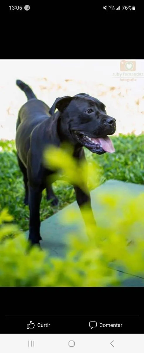 Cachorro ra a Cane Corso idade 4 anos nome Magá