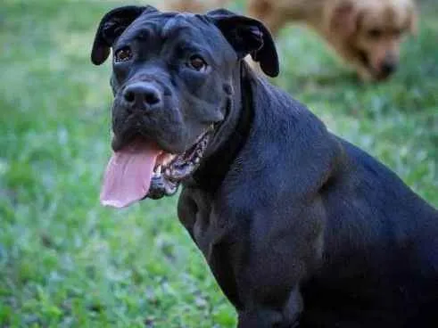 Cachorro ra a Cane Corso idade 4 anos nome Magá