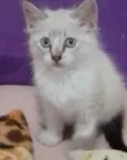 Princesa 