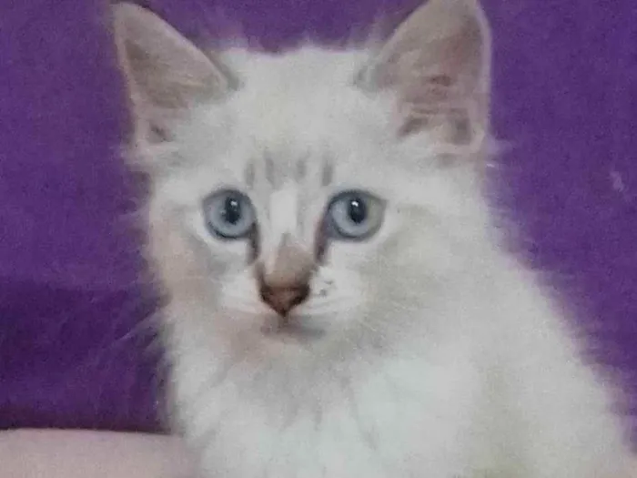 Gato ra a Siamês  idade Abaixo de 2 meses nome Princesa 