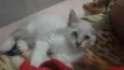 Princesa 