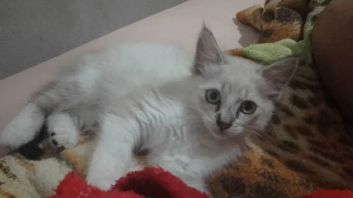 Gato ra a Siamês  idade Abaixo de 2 meses nome Princesa 