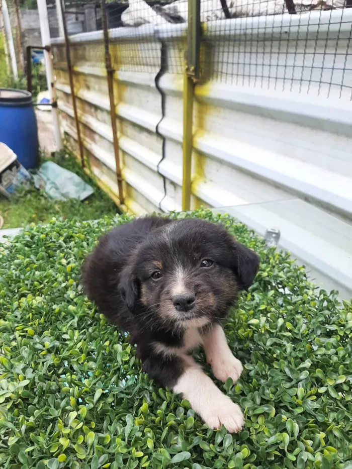 Cachorro ra a srd idade Abaixo de 2 meses nome Sem nome