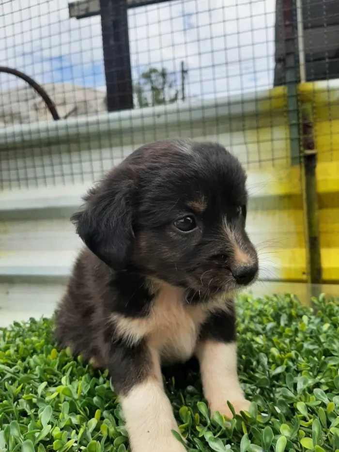 Cachorro ra a srd idade Abaixo de 2 meses nome Sem nome