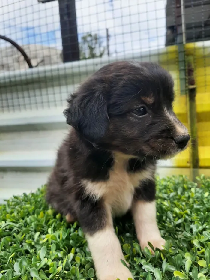 Cachorro ra a srd idade Abaixo de 2 meses nome Sem nome