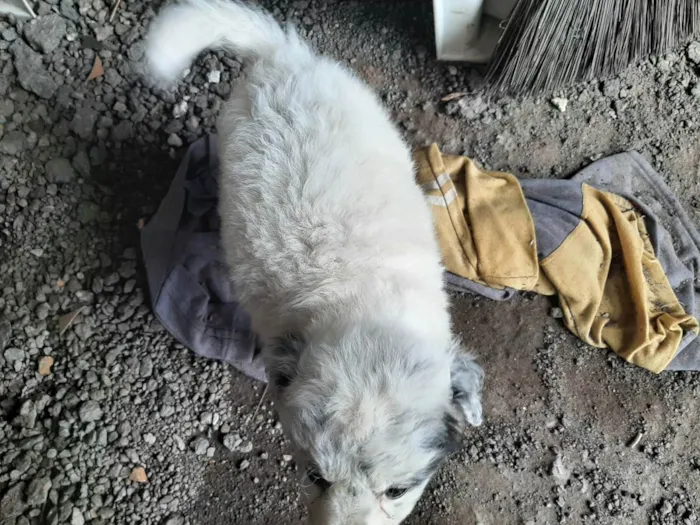 Cachorro ra a srd idade Abaixo de 2 meses nome "Charlotte"