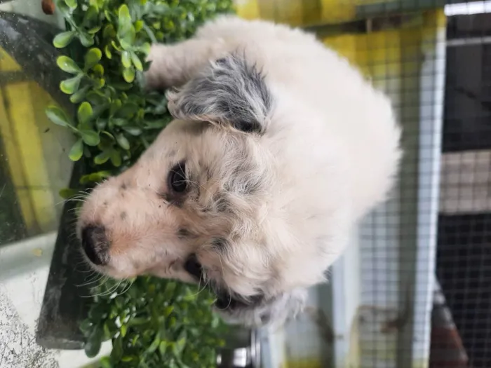 Cachorro ra a srd idade Abaixo de 2 meses nome "Charlotte"