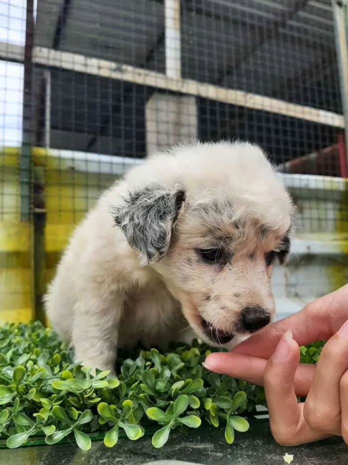 Cachorro ra a srd idade Abaixo de 2 meses nome "Charlotte"