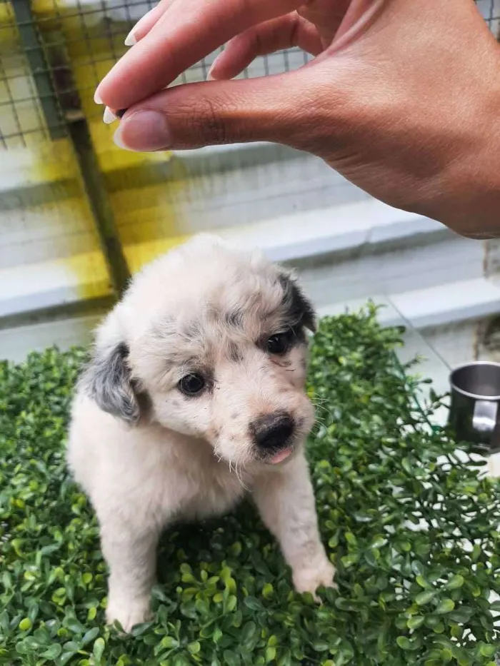 Cachorro ra a srd idade Abaixo de 2 meses nome "Charlotte"