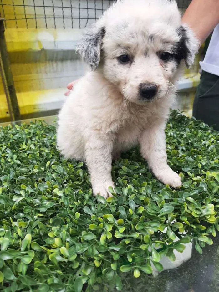 Cachorro ra a srd idade Abaixo de 2 meses nome "Charlotte"