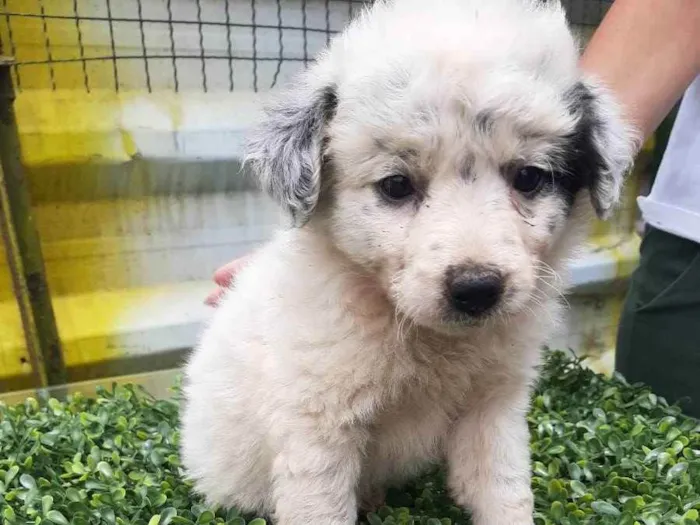 Cachorro ra a srd idade Abaixo de 2 meses nome "Charlotte"