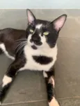 Gatão