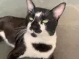 Gatão