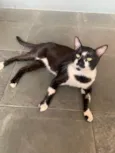 Gatão