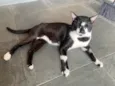 Gatão