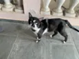 Gatão