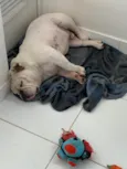 Cachorro raça Bulldog Ingles  idade 4 anos nome Nico