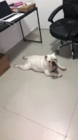 Cachorro raça Bulldog Ingles  idade 4 anos nome Nico