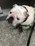 Cachorro raça Bulldog Ingles  idade 4 anos nome Nico