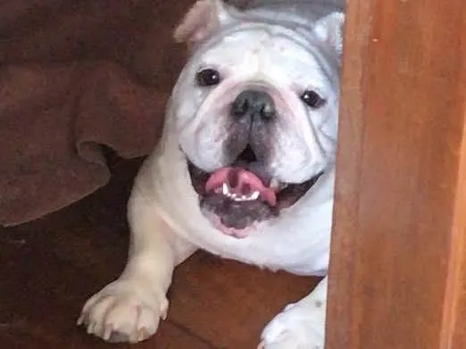 Cachorro raça Bulldog Ingles  idade 4 anos nome Nico