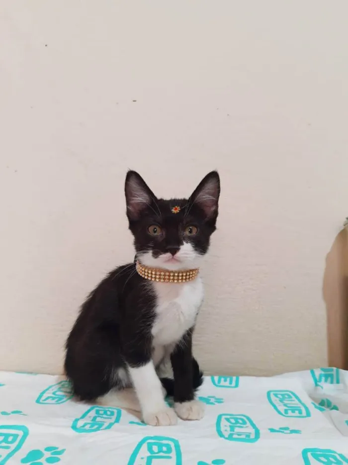 Gato raça  idade 2 a 6 meses nome Manuela