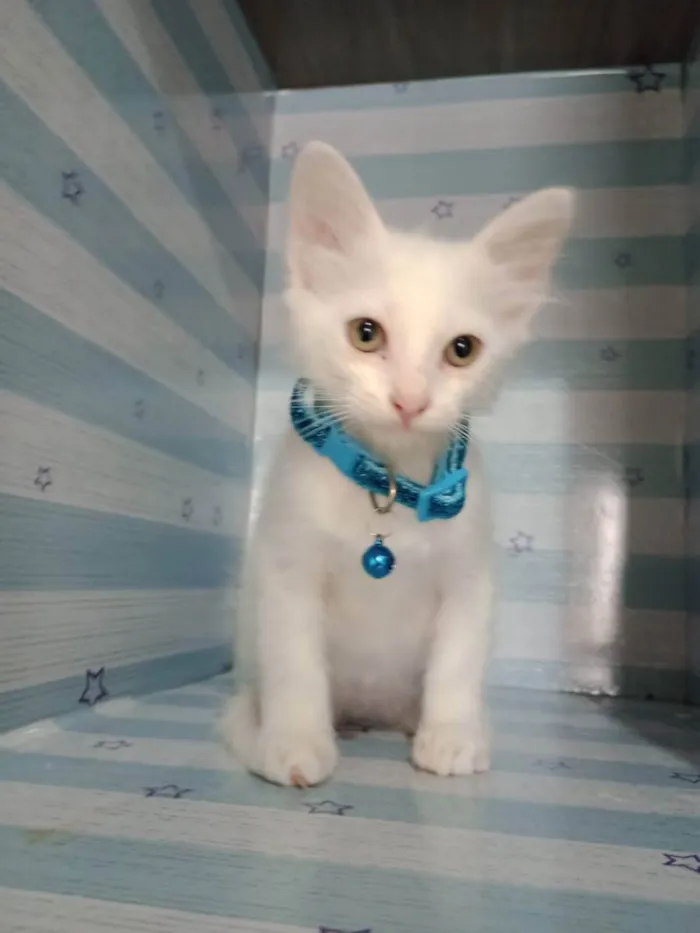 Gato raça  idade 2 a 6 meses nome Snow