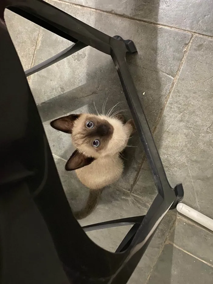 Gato ra a SRD - Siamês com indefinido  idade Abaixo de 2 meses nome Blue