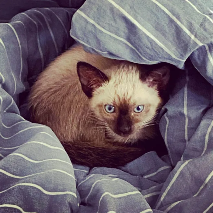 Gato ra a SRD - Siamês com indefinido  idade Abaixo de 2 meses nome Blue