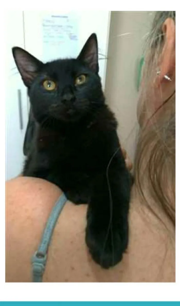 Gato ra a srd idade 7 a 11 meses nome SANSÃO 