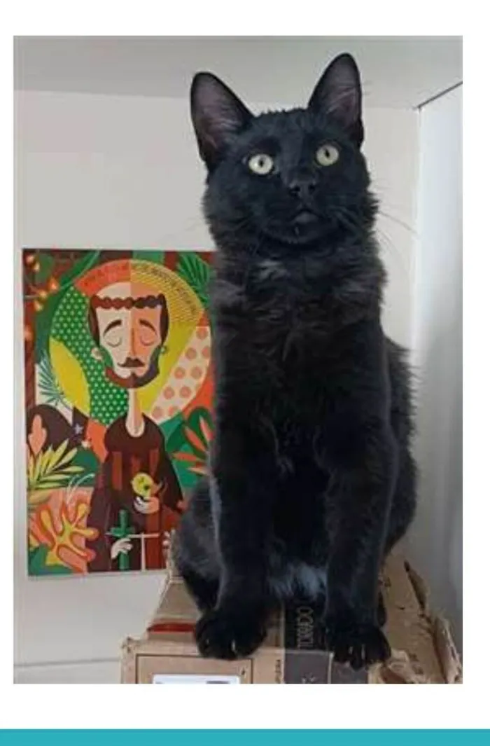 Gato ra a srd idade 7 a 11 meses nome SANSÃO 