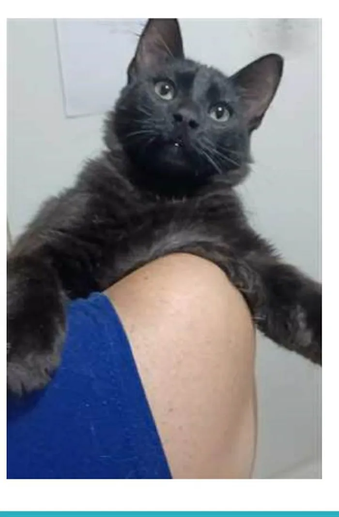 Gato ra a srd idade 7 a 11 meses nome SANSÃO 