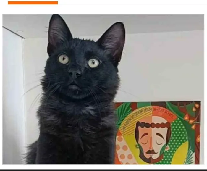 Gato ra a srd idade 7 a 11 meses nome SANSÃO 