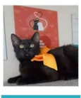DALILA