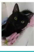 DALILA