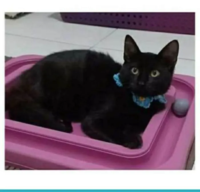 Gato ra a srd idade 7 a 11 meses nome DALILA