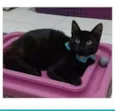 DALILA