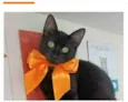 DALILA