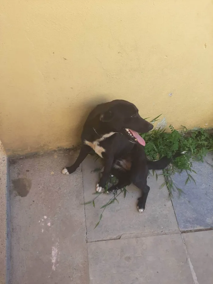 Cachorro ra a Vira-lata idade 1 ano nome Kal-El