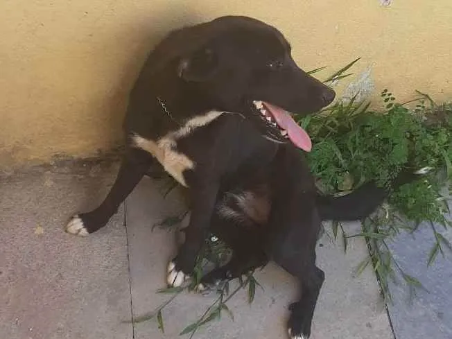 Cachorro ra a Vira-lata idade 1 ano nome Kal-El