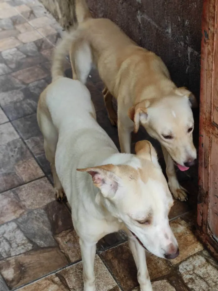 Cachorro ra a Raça não definida  idade 1 ano nome Boby e Faisca 