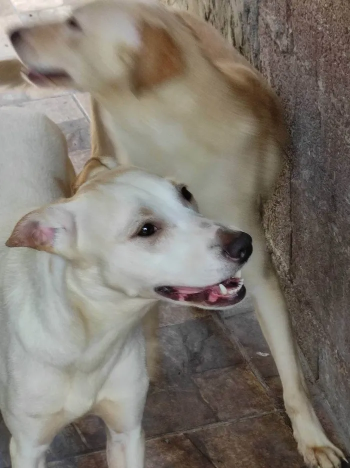 Cachorro ra a Raça não definida  idade 1 ano nome Boby e Faisca 