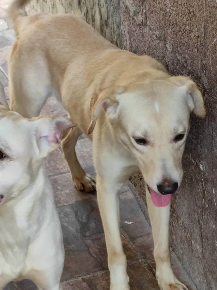 Cachorro ra a Raça não definida  idade 1 ano nome Boby e Faisca 