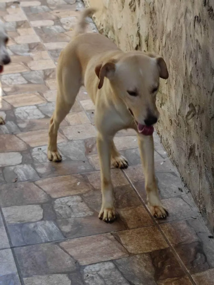 Cachorro ra a Raça não definida  idade 1 ano nome Boby e Faisca 