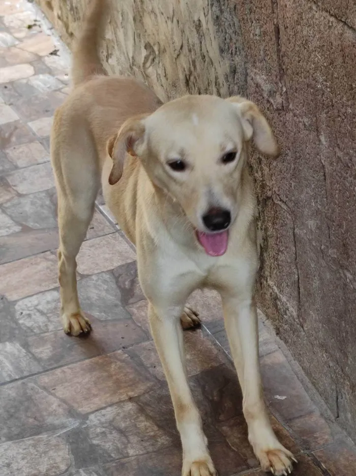 Cachorro ra a Raça não definida  idade 1 ano nome Boby e Faisca 