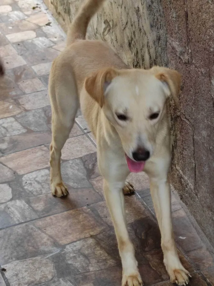 Cachorro ra a Raça não definida  idade 1 ano nome Boby e Faisca 