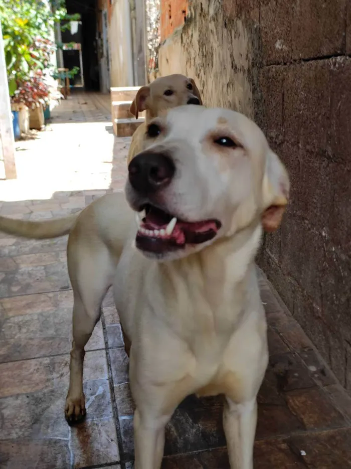 Cachorro ra a Raça não definida  idade 1 ano nome Boby e Faisca 