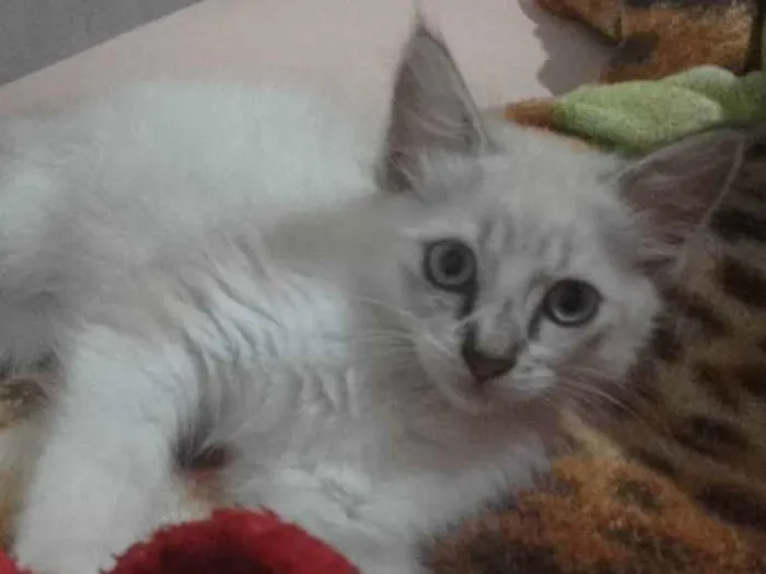 Gato ra a Siamês  idade Abaixo de 2 meses nome Princesa 