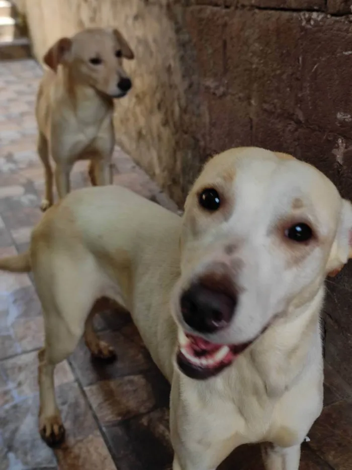 Cachorro ra a Raça não definida  idade 1 ano nome Boby e Faisca 