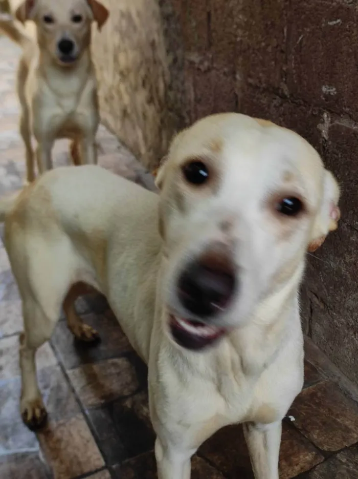 Cachorro ra a Raça não definida  idade 1 ano nome Boby e Faisca 